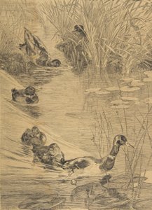 鸭群，1850-1914。 作者 费利克斯·布拉克蒙德