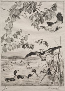 田p和小野鸭，1862年。 作者 费利克斯·布拉克蒙德