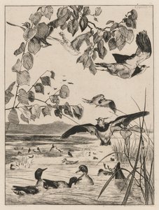 田p和小野鸭，1862年。