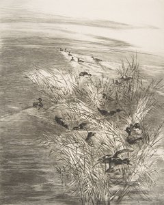 Roseaux and Sarcelles, 1882年。 作者 费利克斯·布拉克蒙德