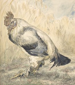 老公鸡》，约1882年。