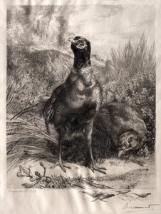 野鸡，1899年。