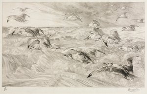 海鸥角c。 1880年。 作者 费利克斯·布拉克蒙德