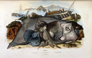蝠鲼鱼的插图。 （彩色平版印刷术，出自 Felix-Edouard Guerin 的《自然历史和自然现象图解词典》 作者 菲利克斯·爱德华·盖林