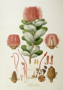 班克西亚冷饭，从插图Novaie植物荷兰”，1813出版 作者 费迪南德·鲍尔