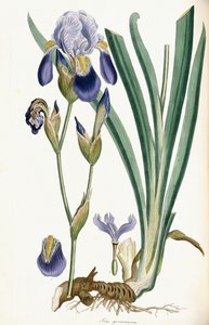艾里斯·日耳曼尼卡（1847） 作者 费迪南德·鲍尔