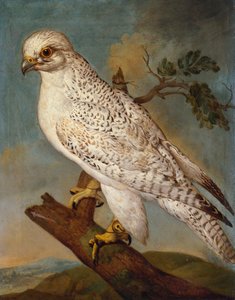 树枝上的猎鹰，1736年