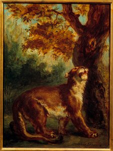 美洲狮还说母狮在寻找猎物。 尤金·德拉克洛瓦 (Eugene Delacroix) 的绘画 (1798-1863) 作者 费迪南德·维克多·尤金·德拉克罗瓦