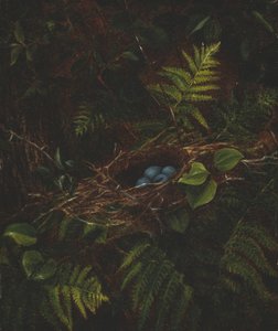 燕窝和蕨类植物，1863年。