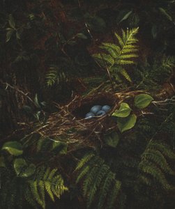 鸟巢和蕨类植物，1863年