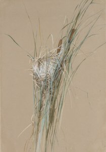 大约在香蒲上筑巢。 1875年。