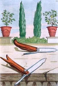 园艺刀，来自Giovanni Battista Ferrari的&39;Hesperides&39;，由Camillo Congio（fl.1630）雕刻，1646年出版 作者 菲利波·加利亚里（Filippo Gagliardi）