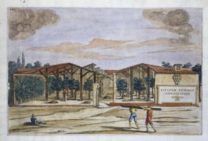 来自Hesperides by Giovanni Battista Ferrari的Covered Orchard，由Camillo Congio（fl.1630）雕刻，于1646年出版（手工彩色雕刻） 作者 加利亚尔迪之后的菲利波