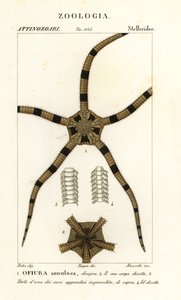 脆星棘皮动物，Ophiomastix annulosa，Ophiura annulosa 作者 菲诺奇菲诺奇