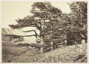 黎巴嫩雪松，约1870年。 作者 菲利克斯邦菲尔斯