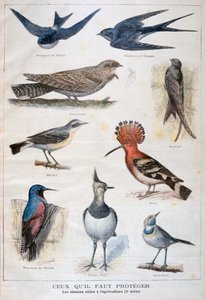 受保护并有助于农业的鸟类，1897年 作者 福尔莫内