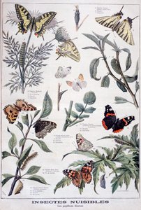 有害昆虫：日光蝴蝶，1897年 作者 福尔莫内