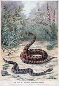 蛇和有毒植物，1897年
