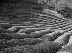 静冈周边地区，茶园