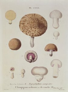 Hypophyllum campestre或野外蘑菇，来自JH Leveille的&39;Iconographie des Champignons de JJ Paulet&39;的盘子，由Renard雕刻，1855年 作者 福西尔