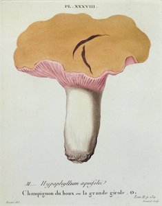 Hyprophyllum aquifolii，板块38来自JJ Leveille的“JJ Paulet的蘑菇图像”，由Renard雕刻，1855年 作者 福西尔