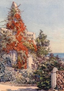阿尔及尔 Bougainvillaea（彩色印刷版）