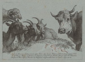 头部的研究：三只山羊、一头牛和一只公羊，约1783年出版。 作者 弗朗切斯科·伦敦尼奥（Francesco Londonio）