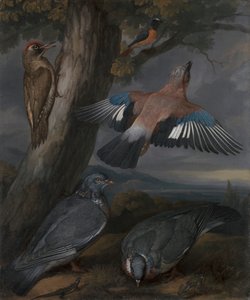 Jay, Green Woodpecker, Pigeons, and Redstart 作者 弗朗西斯·巴洛