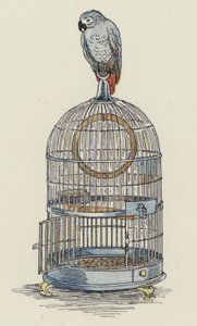 鹦鹉坐在笼子顶上（彩色石版画） 作者 弗朗西斯·唐金·贝德福德