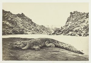 沙岸上的鳄鱼，1857年。