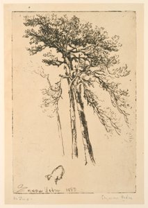 苏格兰冷杉 作者 弗朗西斯·西摩·哈登（Francis Seymour Haden）