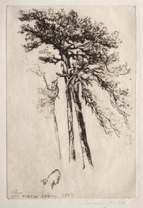 最新的树木 作者 弗朗西斯·西摩·哈登（Francis Seymour Haden）