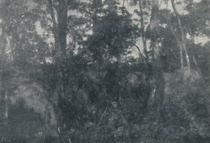 Cabanas de Indios，1895年 作者 弗朗西斯科·亨斯勒