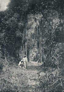 高巴拉那路，1895年 作者 弗朗西斯科·亨斯勒