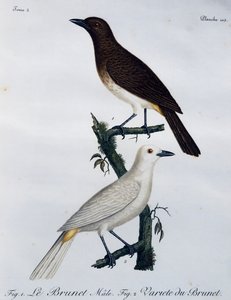 非洲红眼鹎（Pycnonotus nigricans），来自《非洲自然鸟类史》的雕刻品