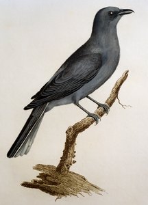 灰色杜鹃 (Coracina caesia)，雕刻自 Histoire Naturelle des Oiseaux d