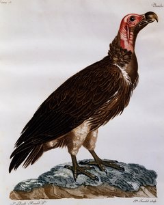 帽面秃鹫（Torgos tracheliotos），来自《非洲自然鸟类史》的雕刻作品