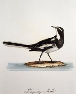 非洲雄性花尾鹡鸰 (Motacilla aguimp)，雕刻自 Histoire Naturelle des Oiseaux d
