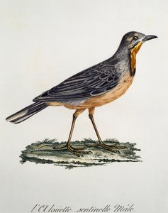 男性长爪角 (Macronyx capensis)，雕刻自 Histoire Naturelle des Oiseaux d