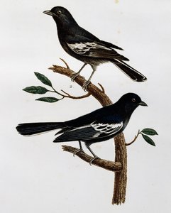 黑山雀（Parus niger）的雄性和雌性，来自 Histoire Naturelle des Oiseaux d