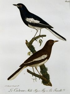 东方喜鹊（Copsychus saularis）的雄性和雌性，雕刻自《非洲自然鸟类史》。