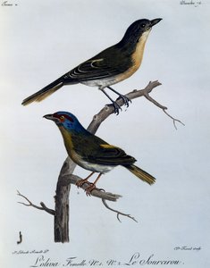 橄榄布什里克（Telophorus olivaceus），雕刻自《非洲自然鸟类史》。