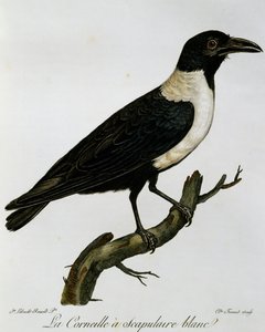 花斑乌鸦 (乌鸦座 albus)，来自非洲鸟类自然历史的雕刻
