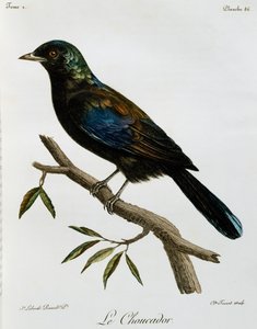 Principe Glossy-Starling (Lamprotornis ornatus), 雕刻自 Histoire Naturelle des Oiseaux d