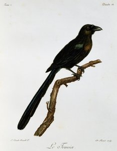 Racket-tailed Treepie (Crypsirina temia)，雕刻自 Histoire Naturelle des Oiseaux d