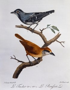 Tachet 和下方的 Rousset，来自 Histoire Naturelle des Oiseaux d