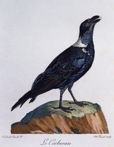白颈乌鸦 (Corvus albicollis)，来自 Histoire Naturelle des Oiseaux d