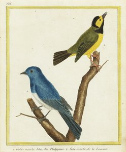 黑枕头君主，Hypothymis azurea 1，和帽状莺，Setophaga citrina 2 作者 弗朗索瓦·尼古拉斯·马丁内