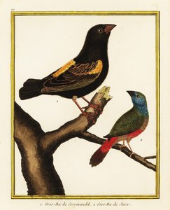 角主教，Euplectes capensis 1，和针尾鹦鹉，Erythrura prasina 2 作者 弗朗索瓦·尼古拉斯·马丁内