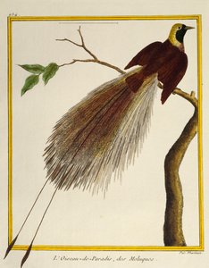大天堂鸟 (Paradisaea apoda)，来自鸟类自然史 作者 弗朗索瓦·尼古拉斯·马丁内